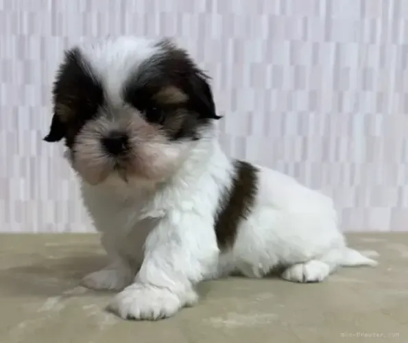Cachorro filhote shih tzu/shitzu dócil e brincalhão com saúde