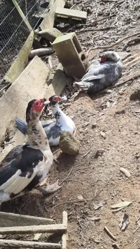 Vendo patos machos e femia retirar em antonio carlos 35 reais cada ou 10 por 300 