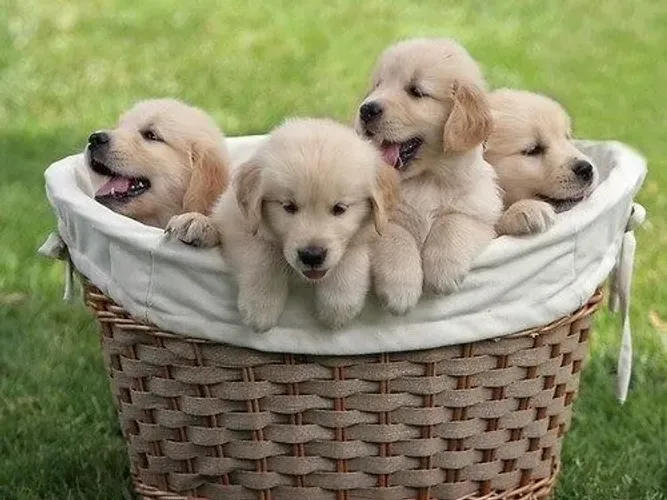 Golden Retriever Um filhotinho pronto para amar sem medidas