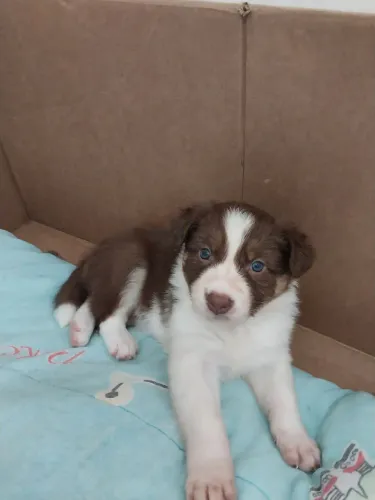 Filhote Fêmea Border Collie 