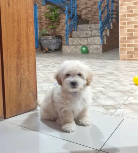 Poodle toy, macho.