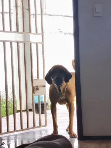Aluguel de cães de guarda (Fila brasileiro)
