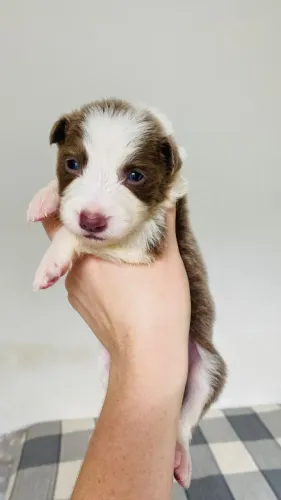 Border Collie Lilac (marrom) Fêmea 