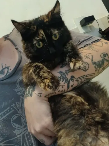 DOAÇÃO RESPONSÁVEL GATINHA
