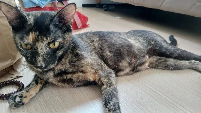Doação de gato