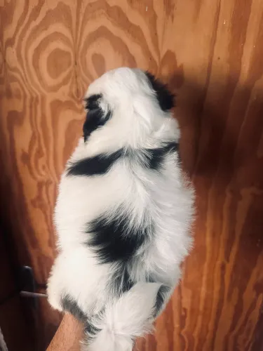 Shihtzu
