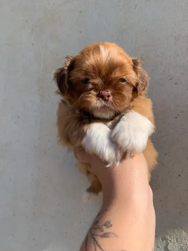 Shihtzu macho