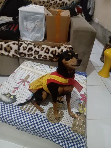 Pincher fêmea para adoção