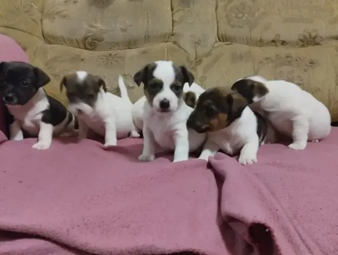 lindos espetos e ideais para toda a família pinscher x fox