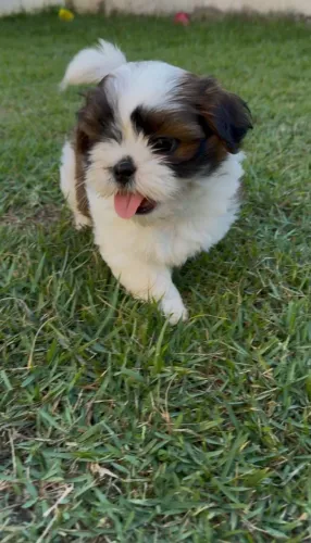 Vendo lindos filhotes de shih tzu