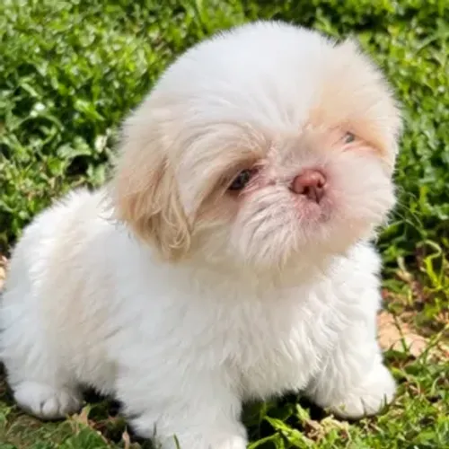 Shitzu Shih tzu perola machinho reserva