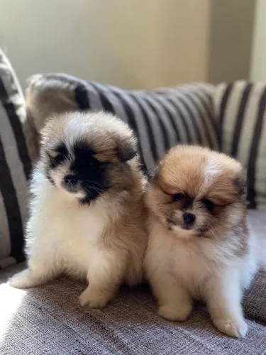 Lulu da Pomerânia