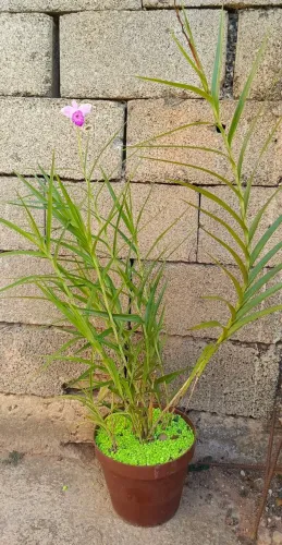 Orquídea bambu