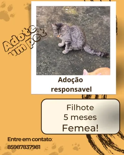 ADOÇÃO RESPONSAVEL 