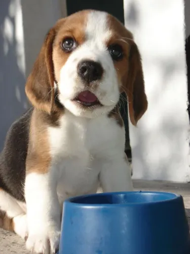 Beagle O amigo certo para viver novas histórias