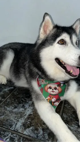 Doação de cachorro