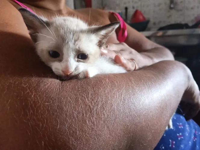 Doação de Gato
