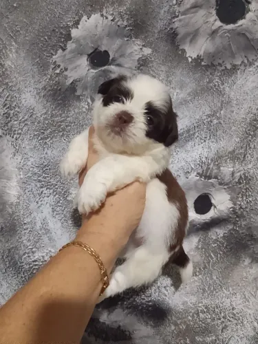 Shihtzu mini branco e chocolate , companheiros perfeitos