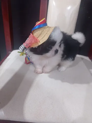 Mini shitzu macho e fêmea 