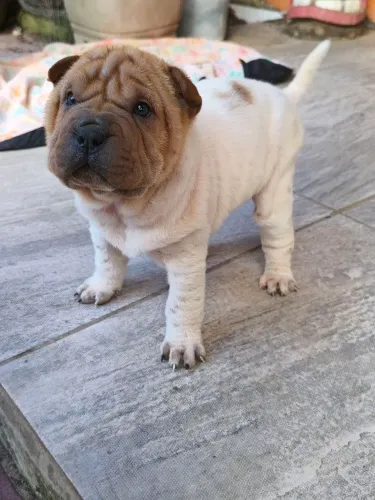 Shar pei 