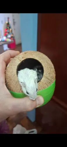 Gerbil, Esquilo da mongolia 