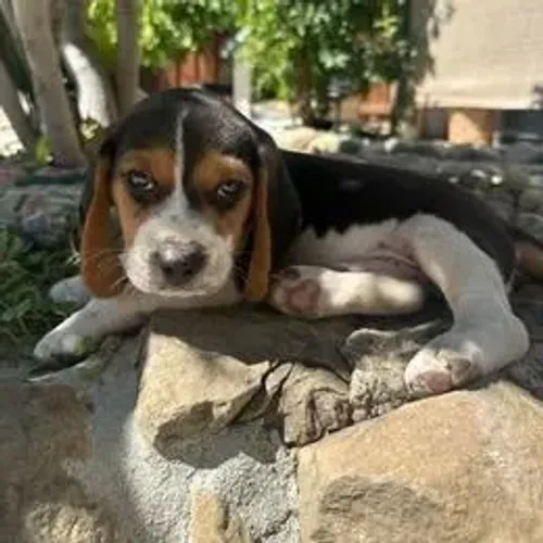 Beagle,Beagle Filhote Saudável Excelente Companhia
