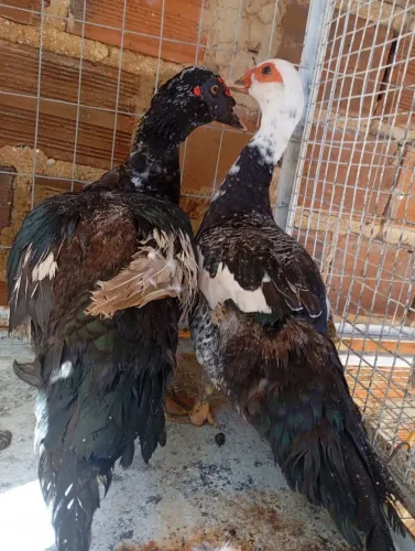 Casal patos