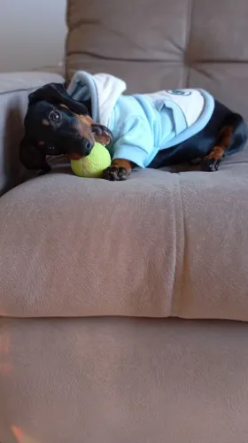 VENDO FILHOTE DE DACHSHUND