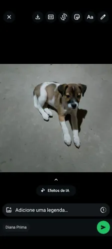 Doação de cachorro