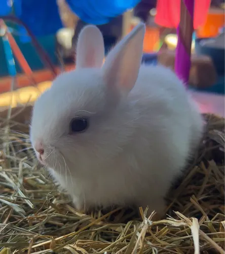 Filhote Mini coelho Netherland Dwarf