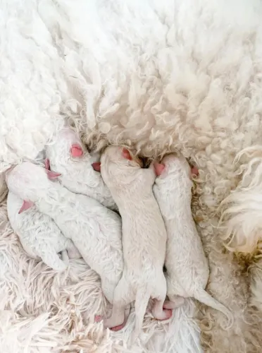Filhotes poodle para reserva