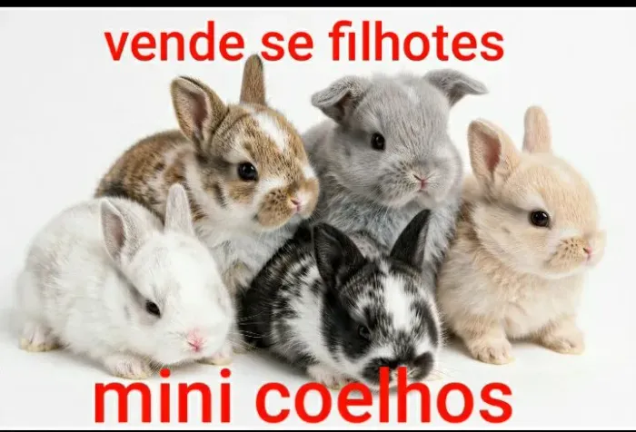 Coelhos mini coelhos