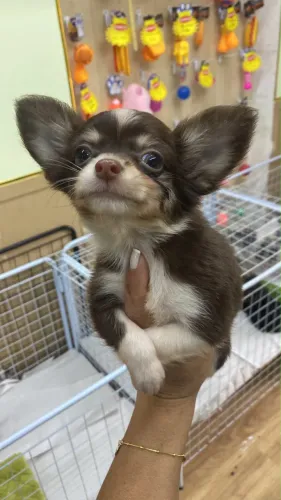 Chihuahua - O Pequeno Gigante do Amor