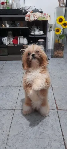 Shih tzu adestrada fêmea