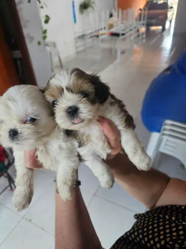 LINDOS FILHOTES DE SHIH TZU MACHOS À VENDA!