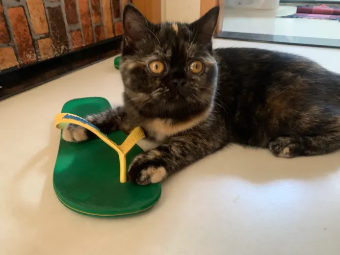 Gata fêmea $300