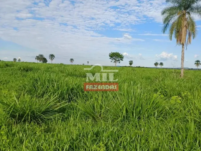 Fazenda 78 Alqueires (378 hectares) Nova Roma - GO