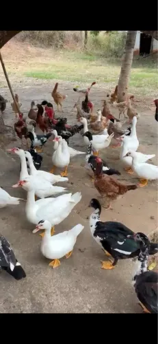Patos diversos 