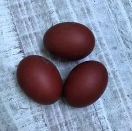 Ovo fértil de Marans (valor referente a 1 unidade)