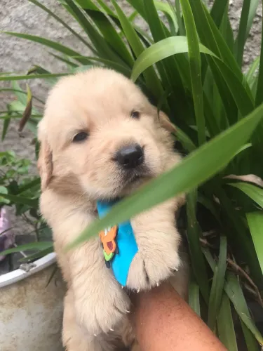 Golden Retriever Filhotes Lindíssimos Disponíveis