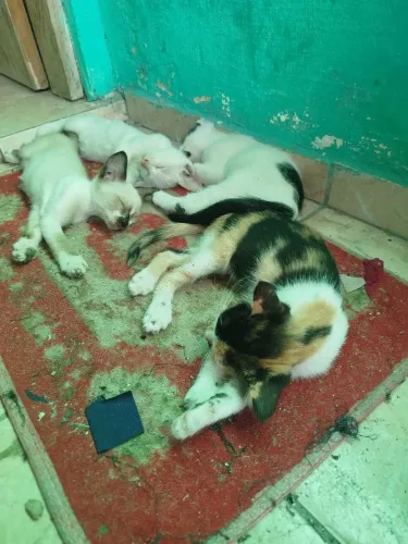 Gatos