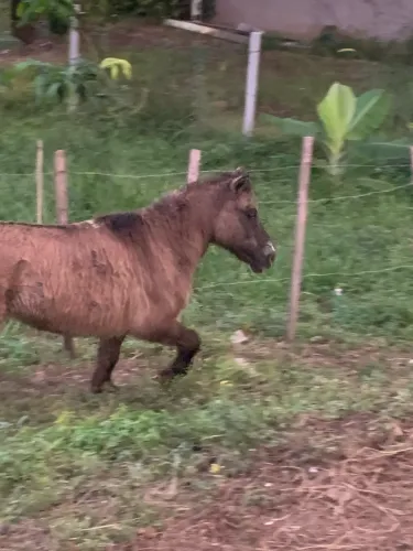 Vendo mini pônei fêmea super dócil 