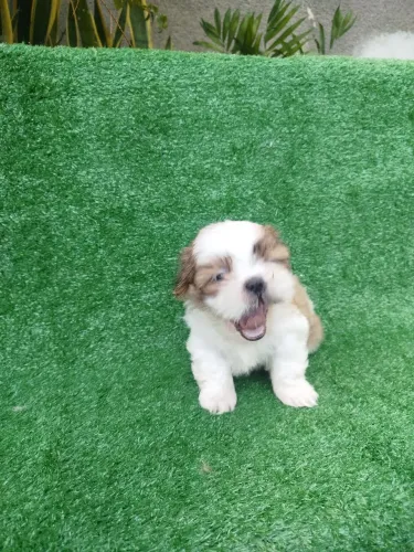 Lindo filhote de shih Tzu 