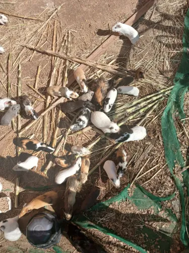 Porquinho da Índia