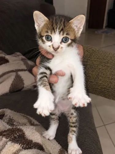Gatinho para doação Gravataí 