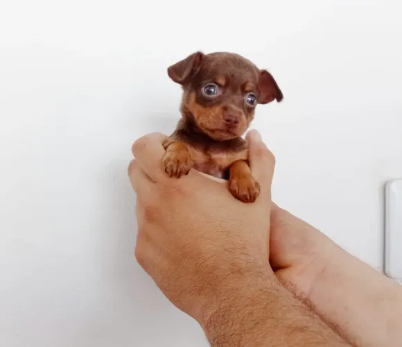 Pinscher N1 ORIGINAL MINIATURA!