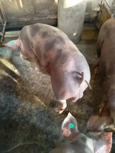 Leitão de reprodução e abate 