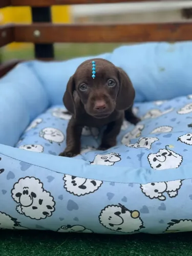 Dachshund Chocolate esperando por você 
