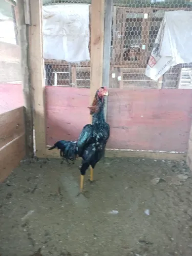Galo Shamo 
