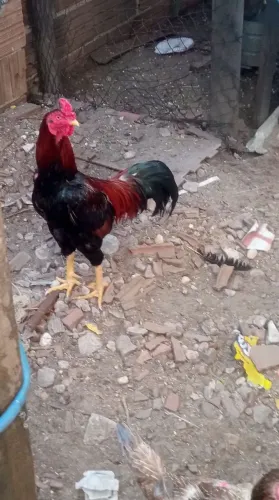 Galinhas e galo